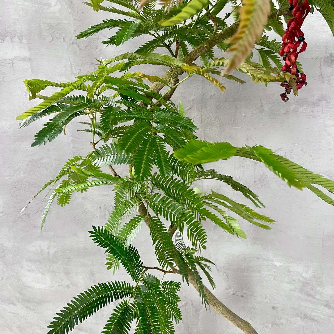 美形　大型　エバーフレッシュ　S字仕立て　10号　バルーン陶器鉢　植え込み発送