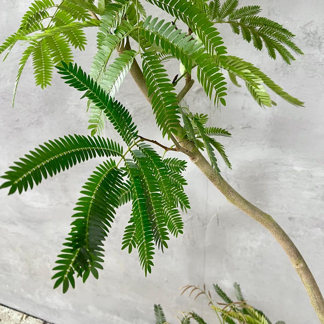 美形　大型　エバーフレッシュ　S字仕立て　10号　バルーン陶器鉢　植え込み発送