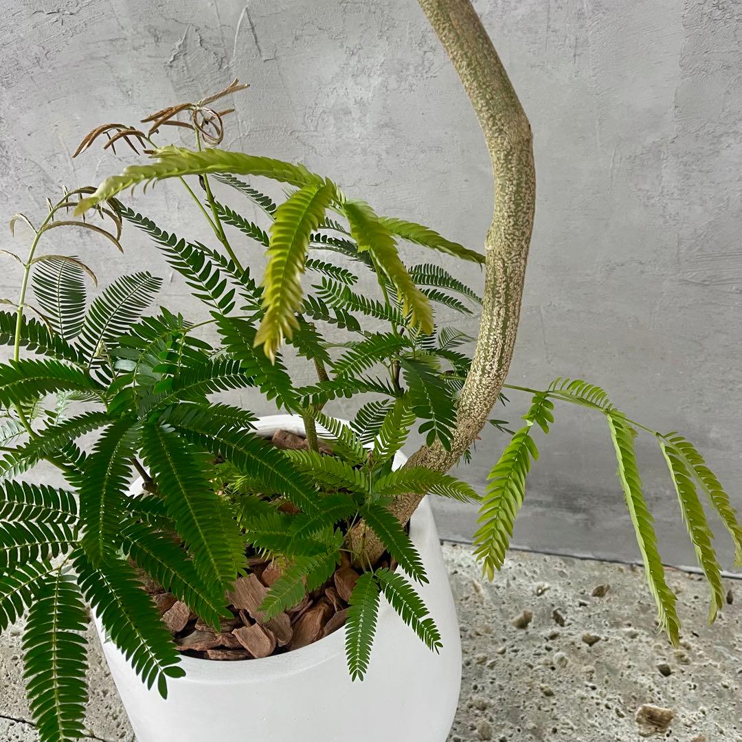 美形　大型　エバーフレッシュ　S字仕立て　10号　バルーン陶器鉢　植え込み発送