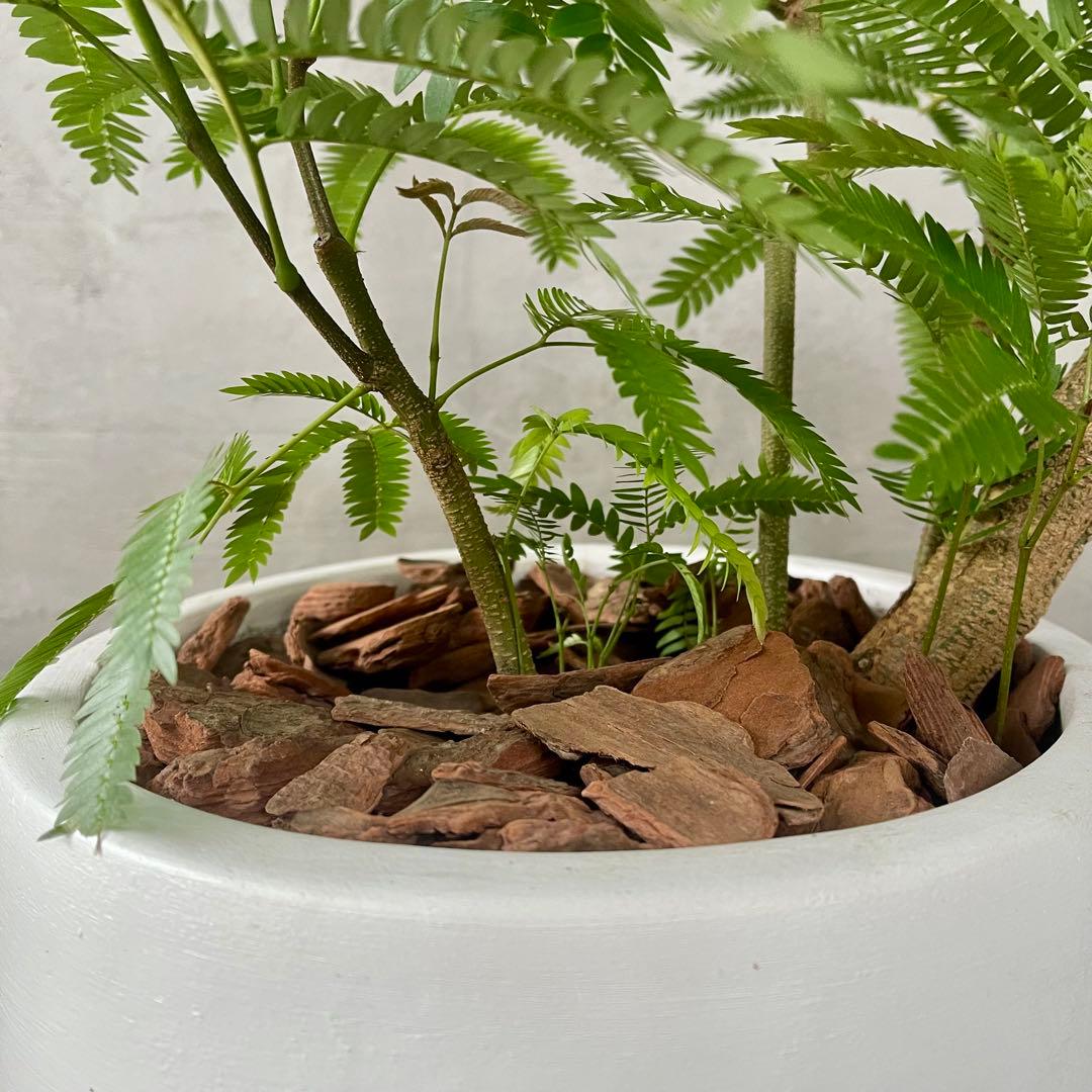 美形　大型　エバーフレッシュ　S字仕立て　10号　バルーン陶器鉢　植え込み発送