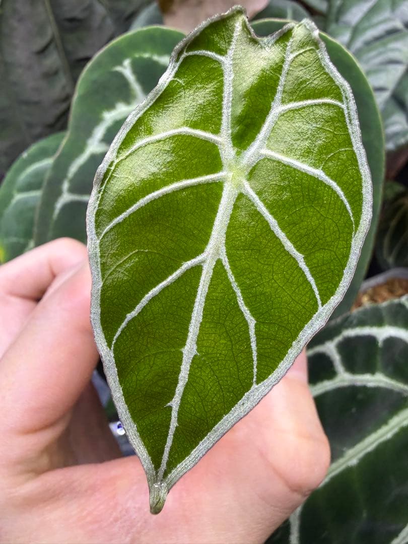 アロカシア　ワトソニアナライトニング