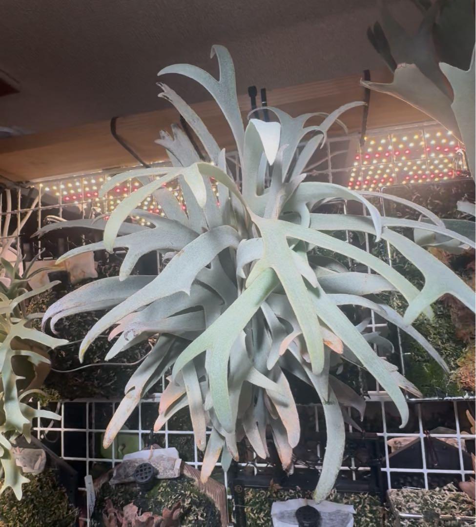 willinckii #1 mr.kai dwarf ビカクシダ　脇芽大きめ