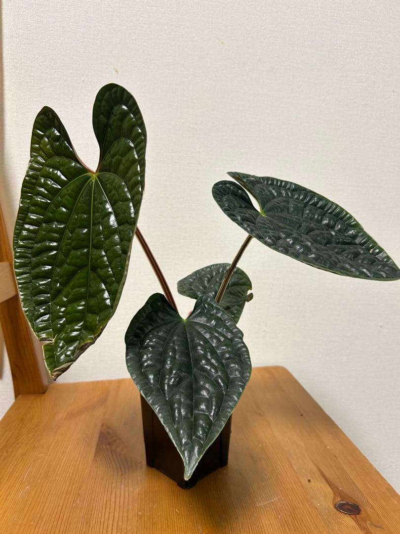 ＊アンスリウム　ルクスリアンス　ブラック　4号＊