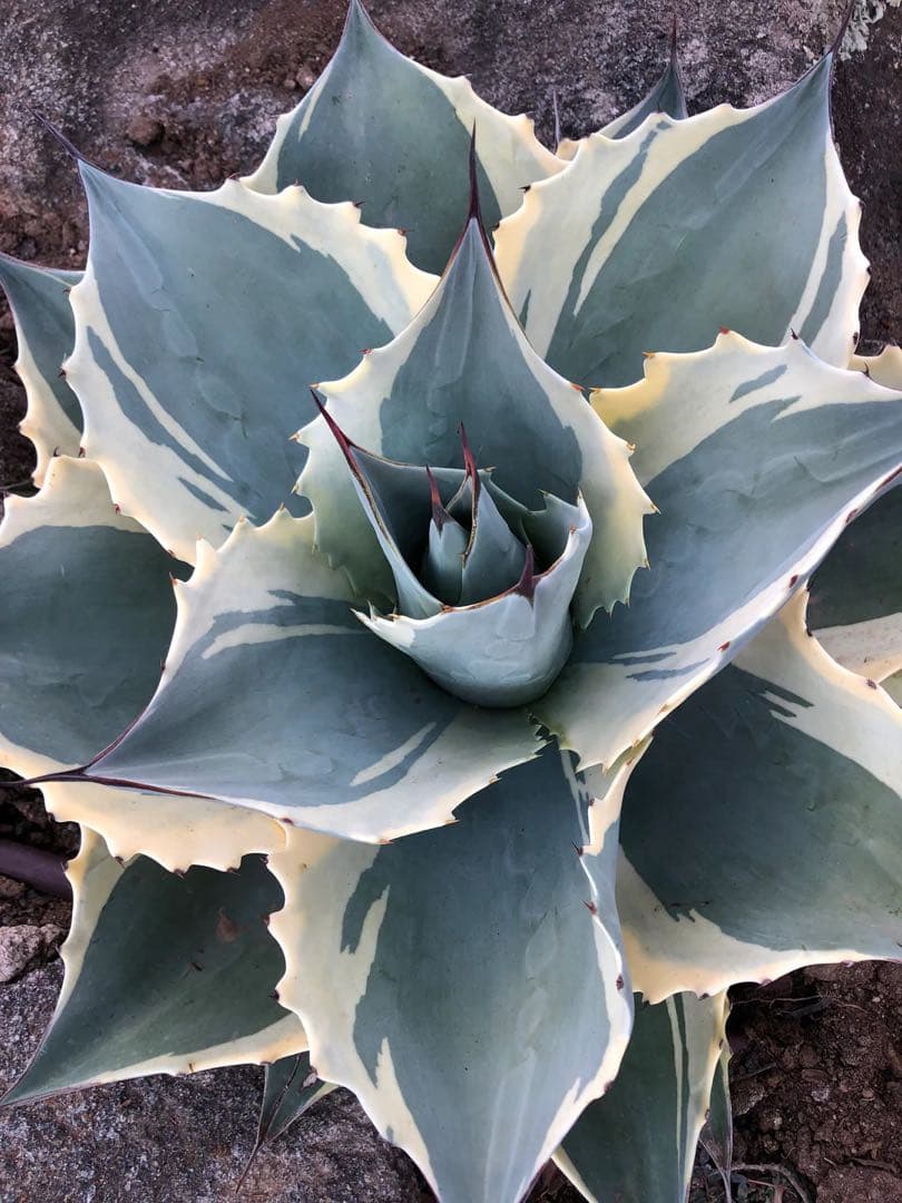 ラスト Agave ovatifolia 'Moby' アガベ オバティフォリア
