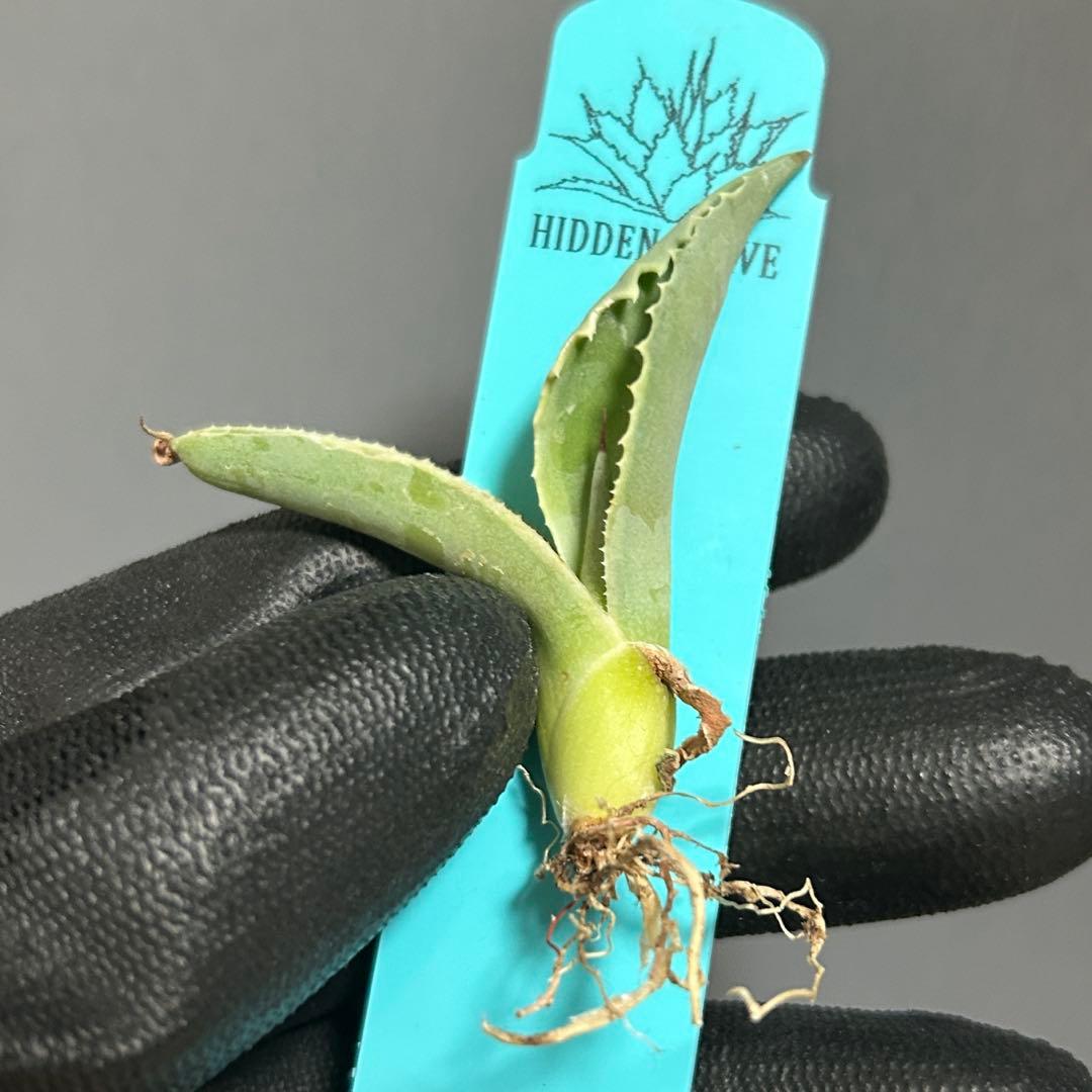 ラスト Agave ovatifolia 'Moby' アガベ オバティフォリア