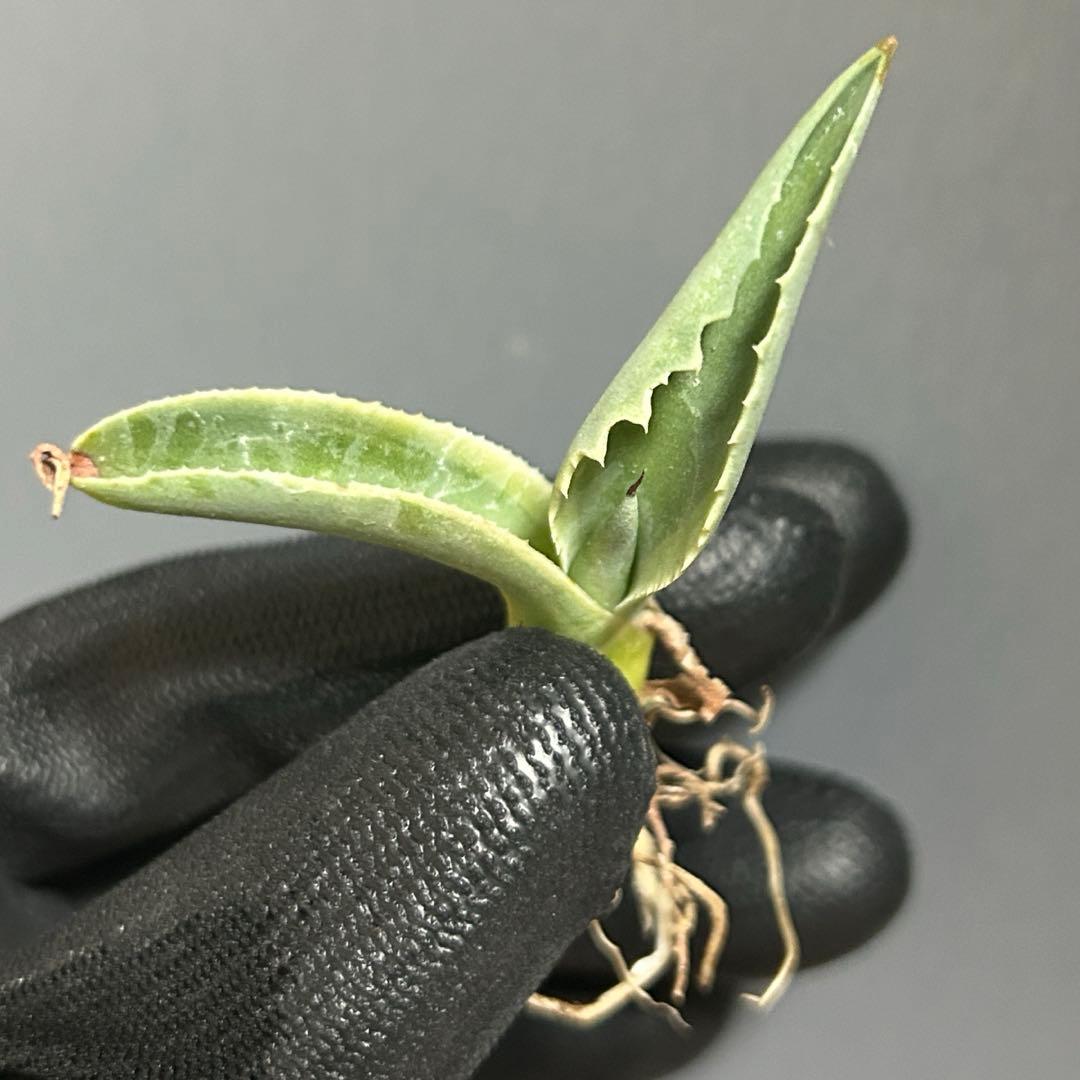 ラスト Agave ovatifolia 'Moby' アガベ オバティフォリア