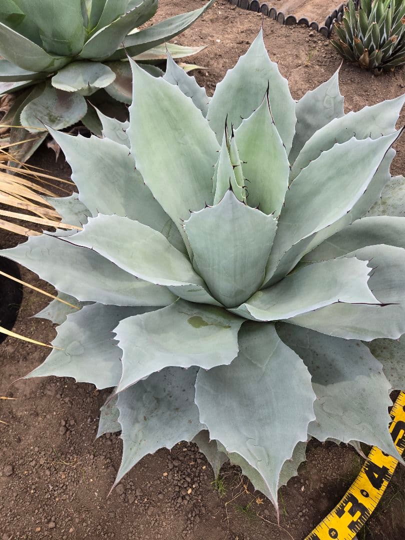 オバティーフォリア　フロスティブルー引き取り限定