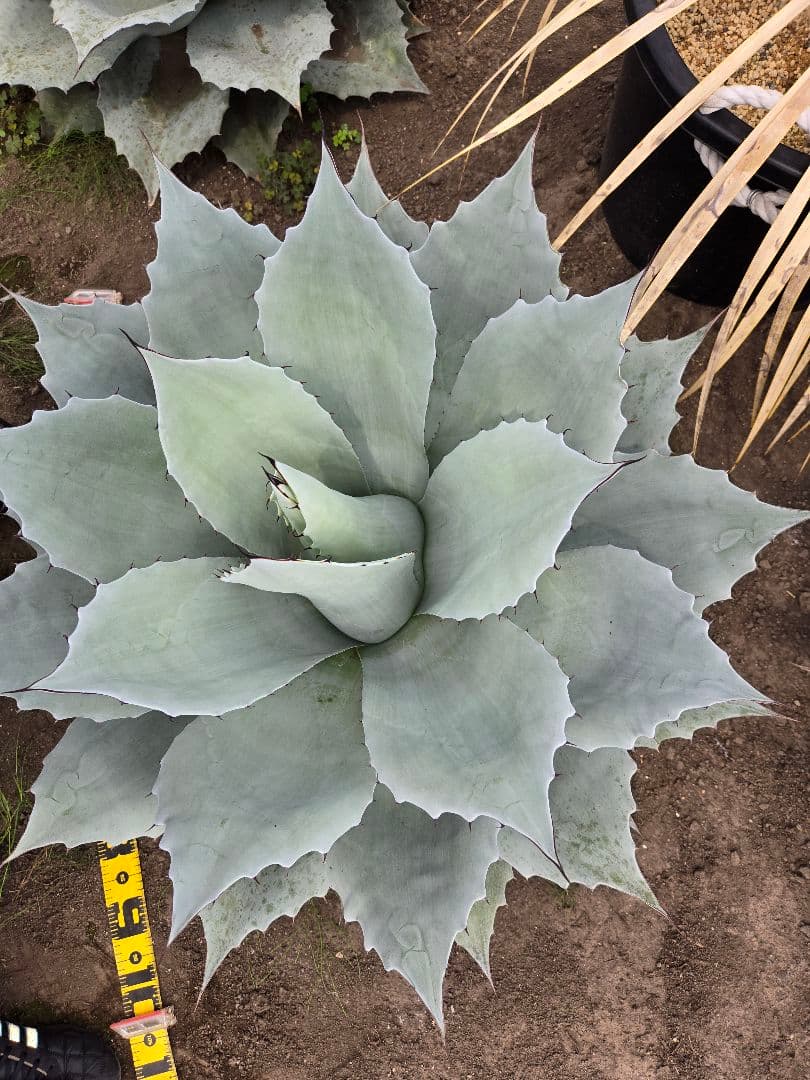 オバティーフォリア　フロスティブルー引き取り限定