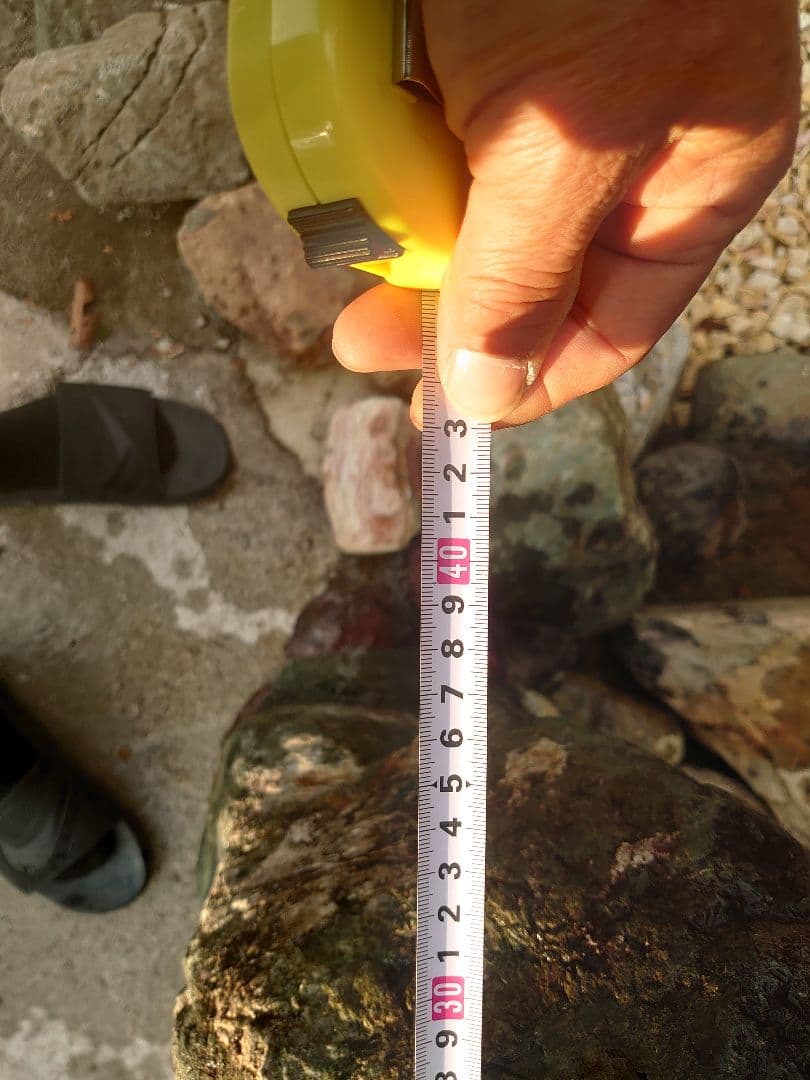 青石 庭石 約200kg 日本庭園 坪庭 庭園 鑑賞石 造園