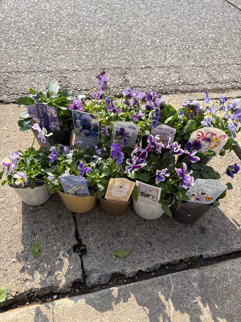 育種ビオラ10株セット福袋寄せ植えにブルーパープル系花苗