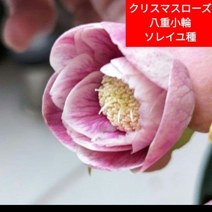 クリスマスローズ　多弁　ソレイユ　3号苗 　　鉢　花　バラ　植物