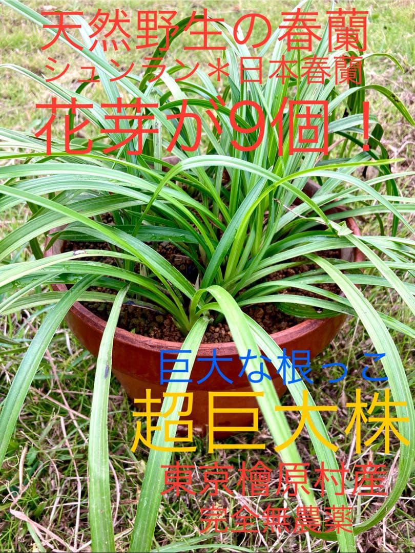 【天然野生の春蘭＊花芽9個の超巨大優良株/根が頑丈で抜群！】シュンラン＊日本春蘭