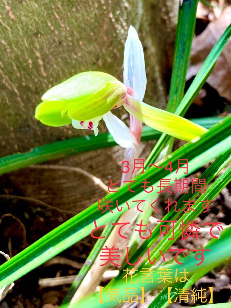 【天然野生の春蘭＊花芽9個の超巨大優良株/根が頑丈で抜群！】シュンラン＊日本春蘭