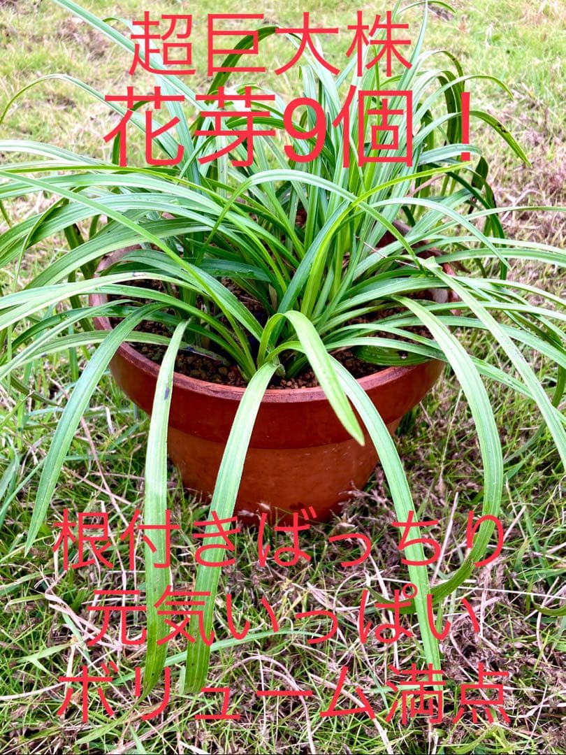 【天然野生の春蘭＊花芽9個の超巨大優良株/根が頑丈で抜群！】シュンラン＊日本春蘭