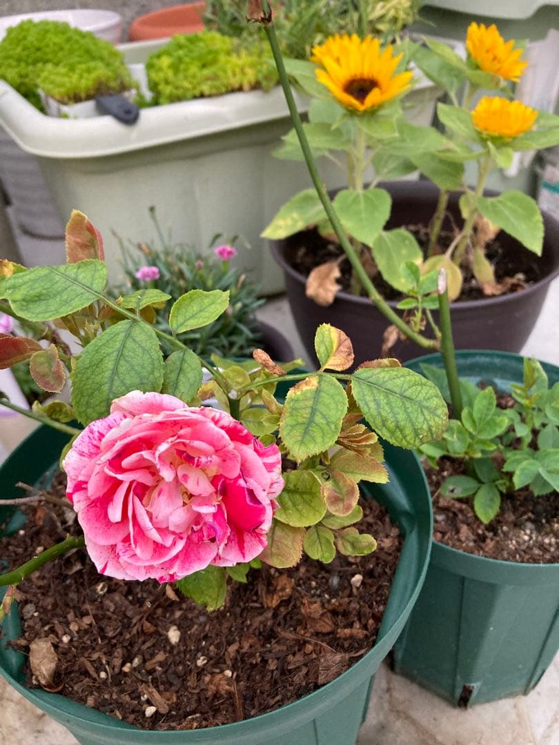 ミミ様確認用　バラ　苗