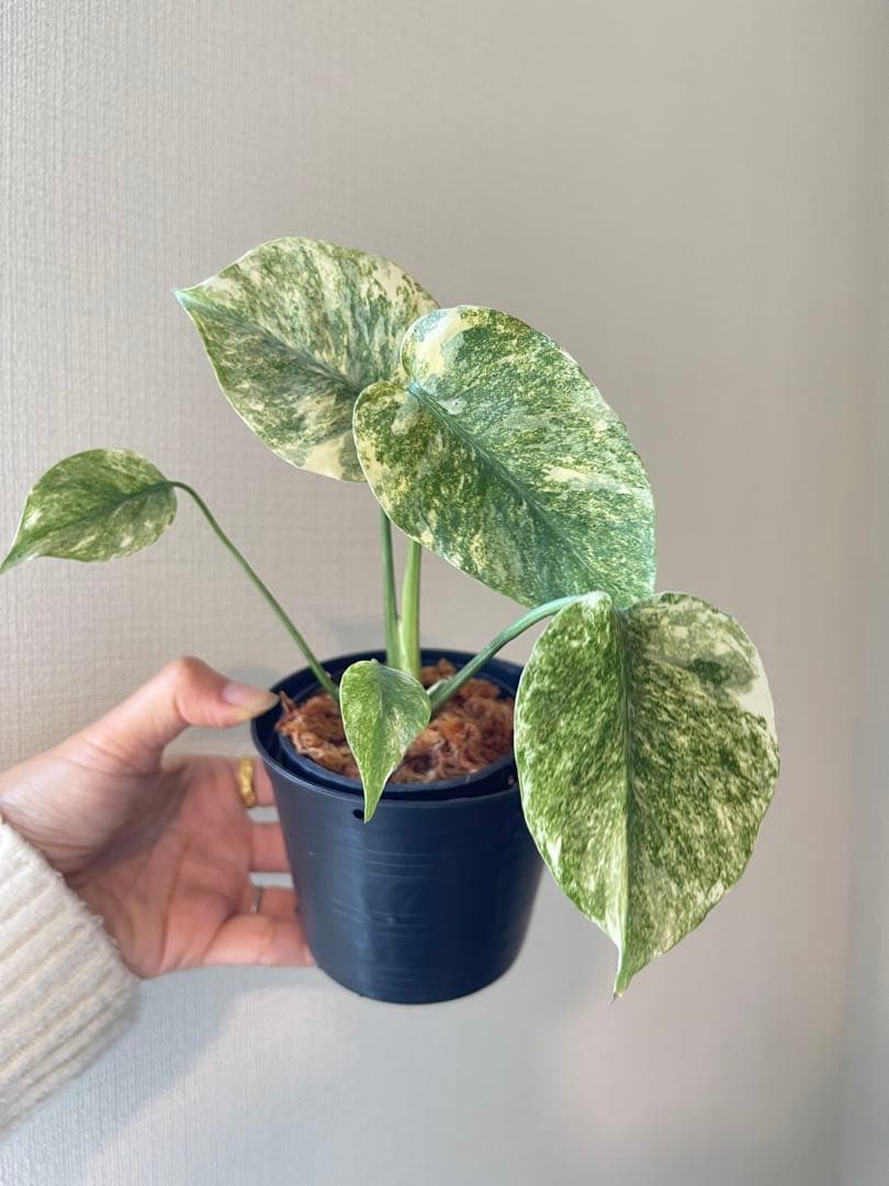 Monstera Legacy モンステラ　レガシー　斑入り