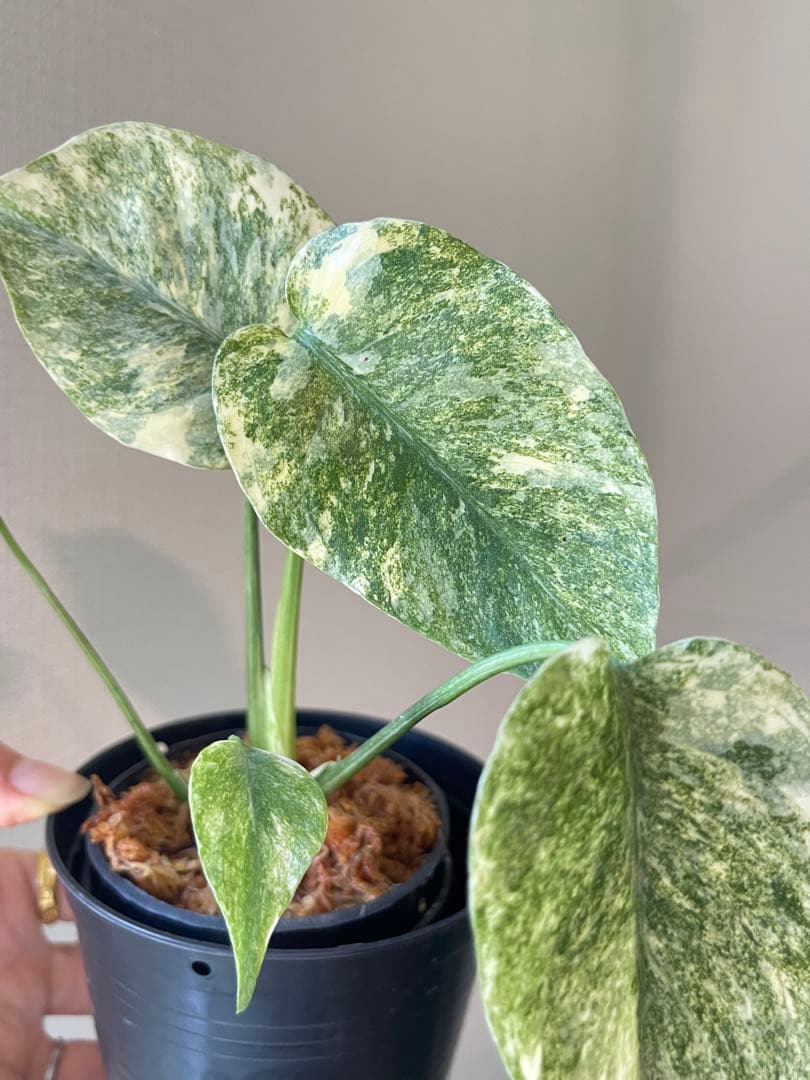 Monstera Legacy モンステラ　レガシー　斑入り
