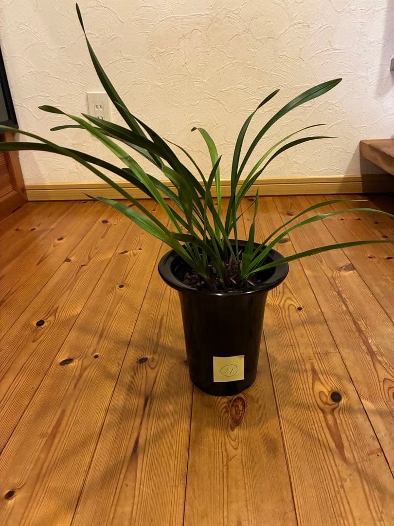 キンリョウヘン