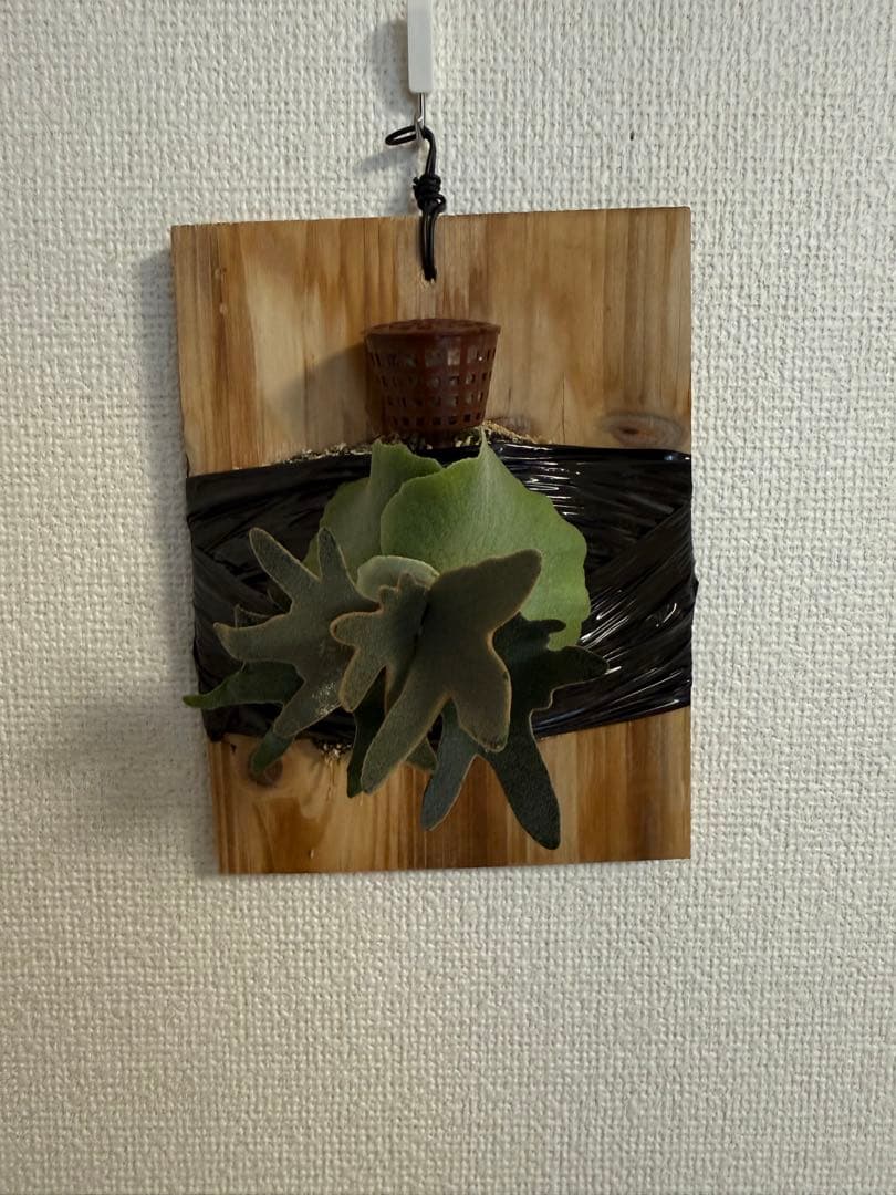 ビカクシダ P.willinckii Yellow moon dwarf sporeling