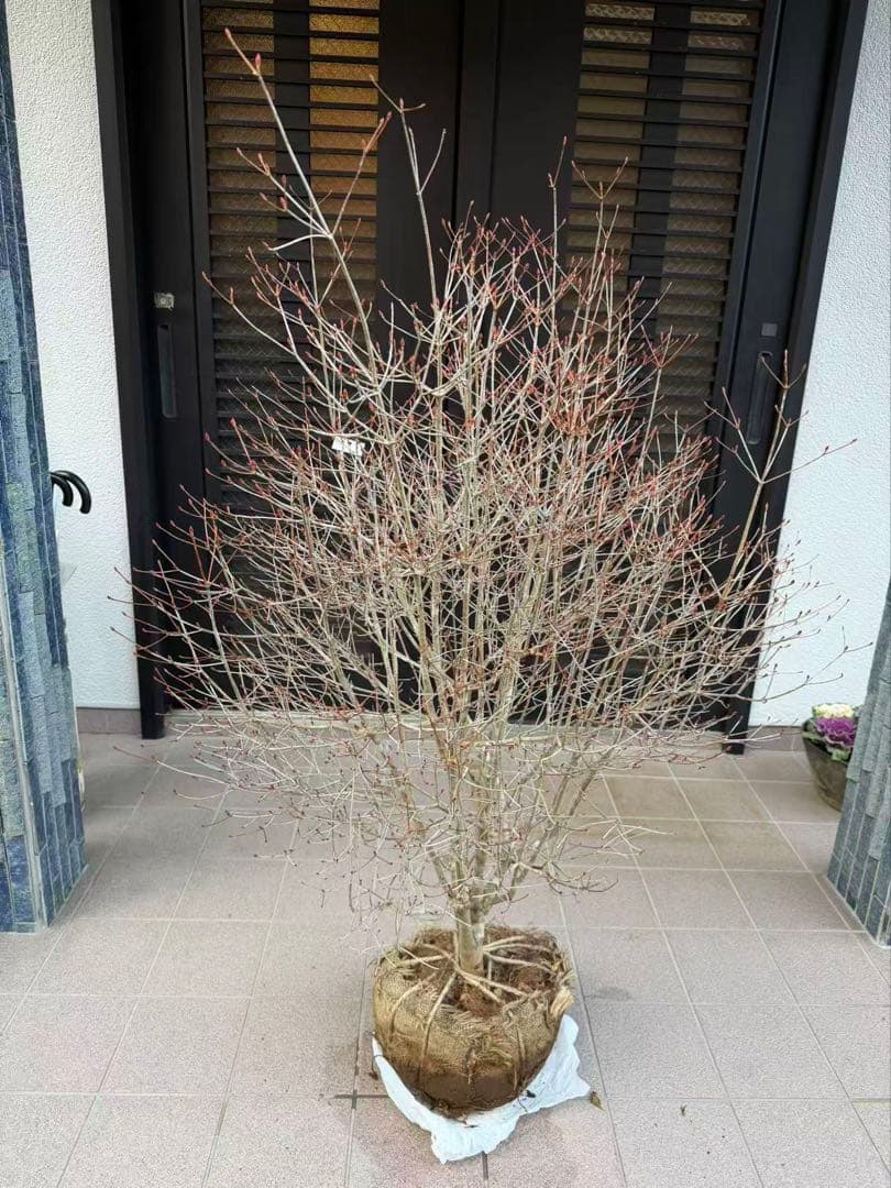 ドウダンツツジ苗木　特大株