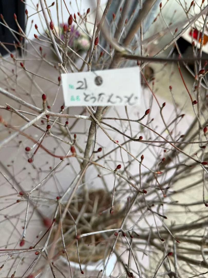 ドウダンツツジ苗木　特大株