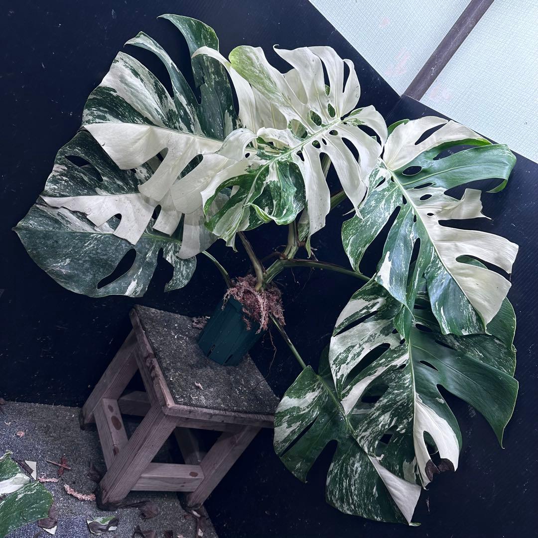 Y*様 斑入りモンステラ ホワイトタイガー極美大株61cm白斑多