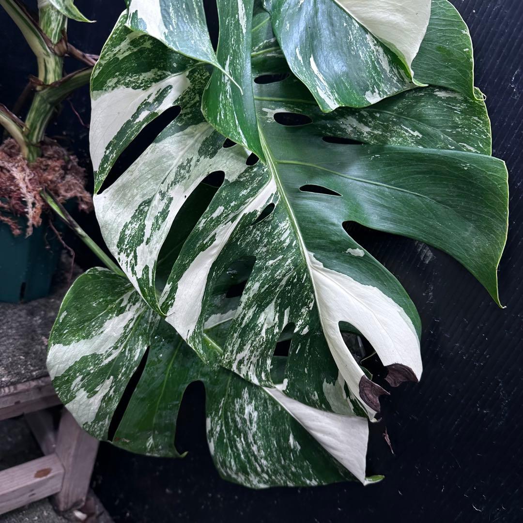 Y*様 斑入りモンステラ ホワイトタイガー極美大株61cm白斑多