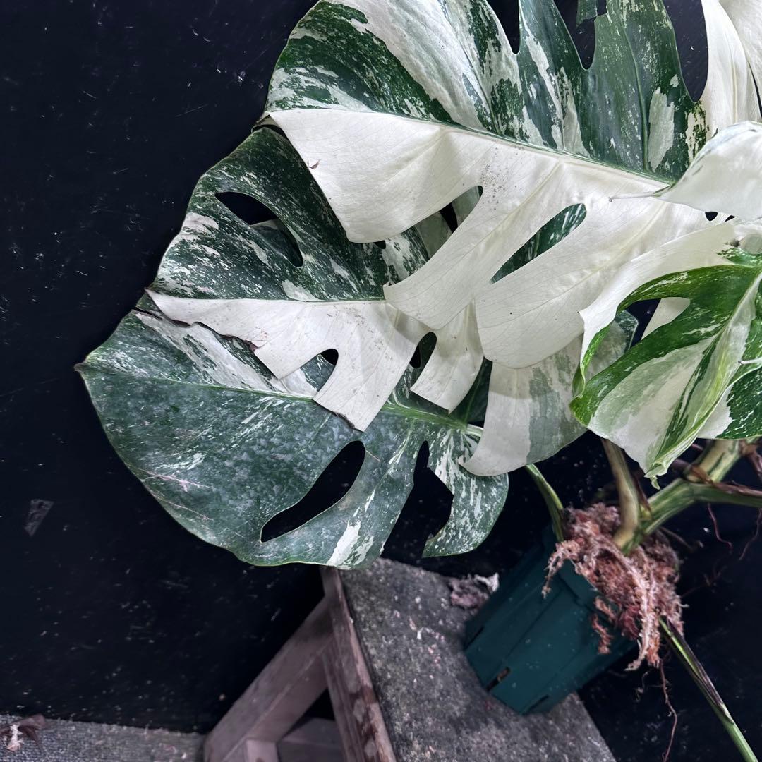 Y*様 斑入りモンステラ ホワイトタイガー極美大株61cm白斑多