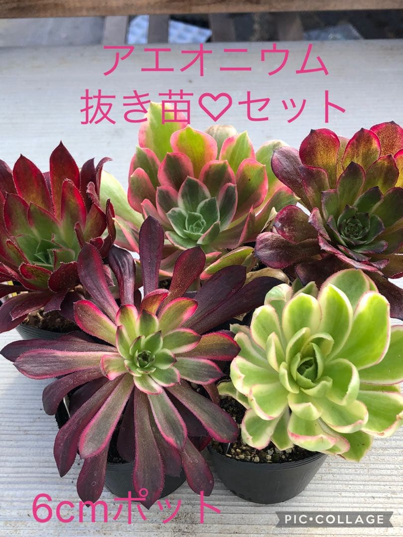 アエオニウム 5品種♡抜き苗セット③