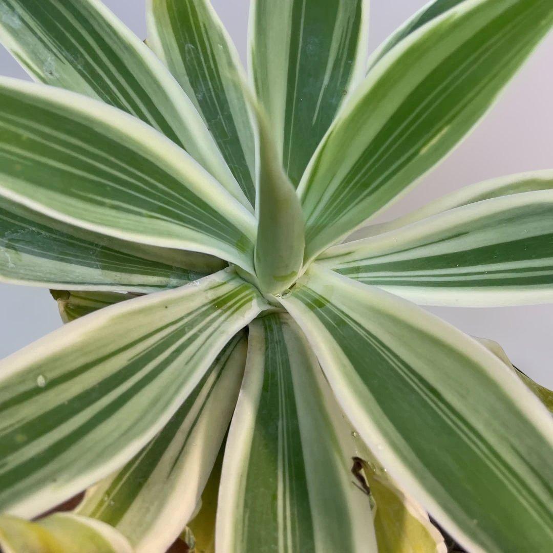 アガベ　アテナータ　streaked US株