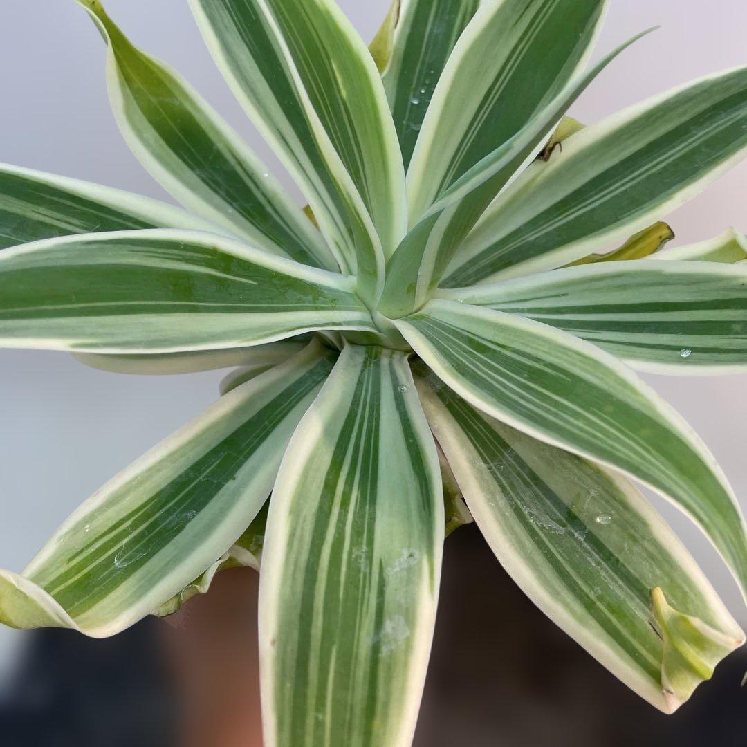 アガベ　アテナータ　streaked US株