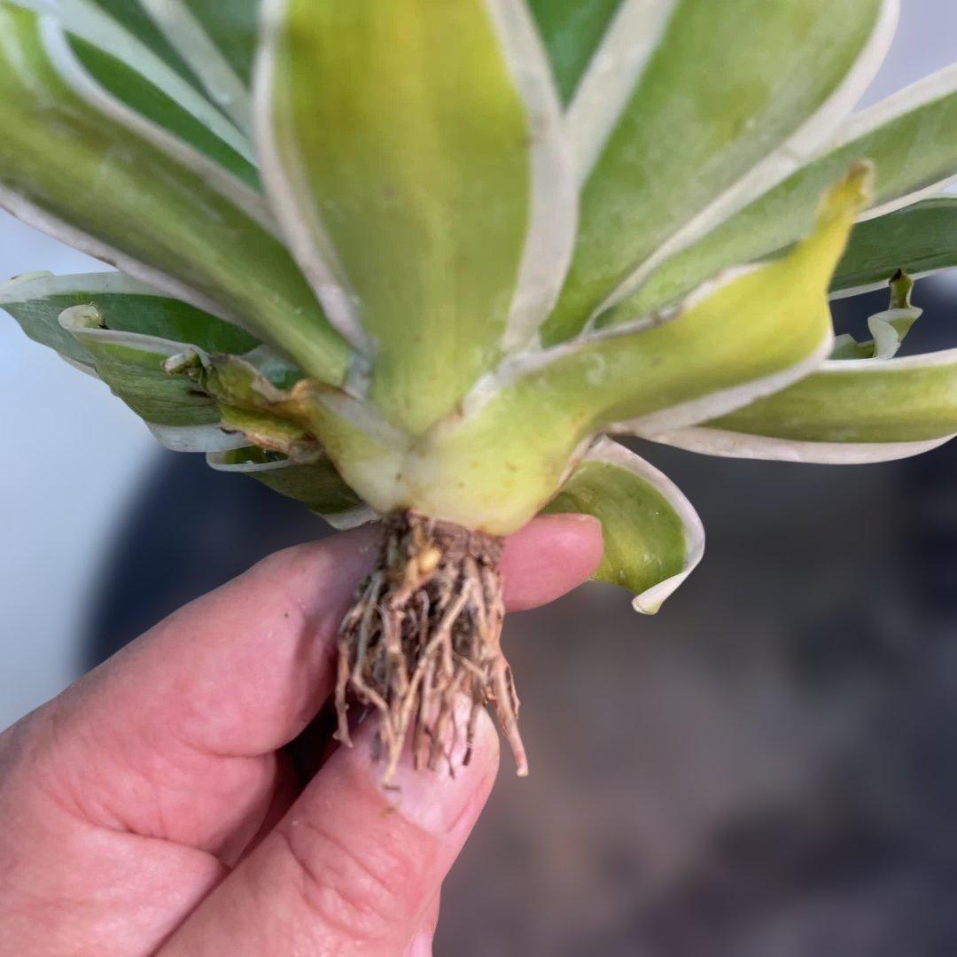 アガベ　アテナータ　streaked US株