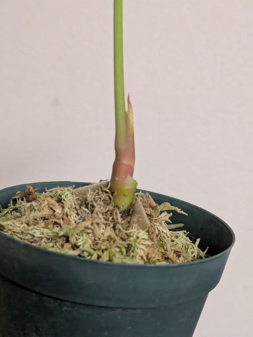 アンスリウム　デビリス　Anthurium debilis