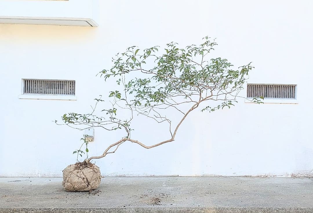 流れる美枝。山採りアセビ。