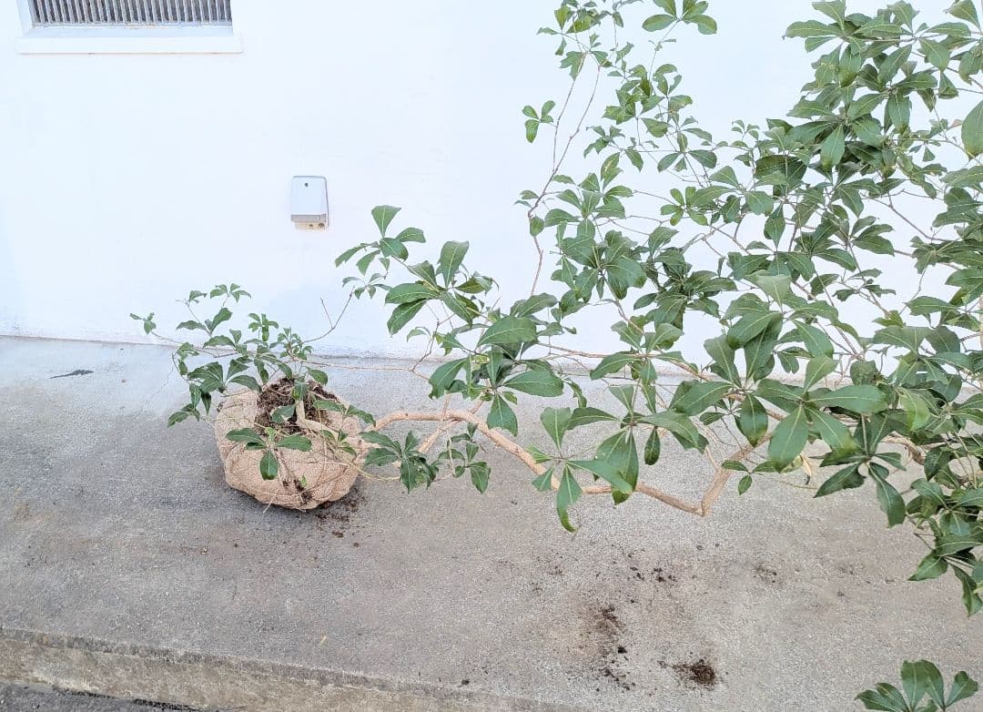 流れる美枝。山採りアセビ。