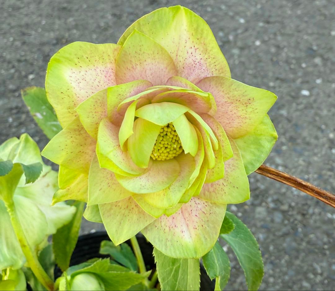 ★利休『かすり』★グリーンとピンクのコントラストが鮮やか★クリスマスローズ開花株