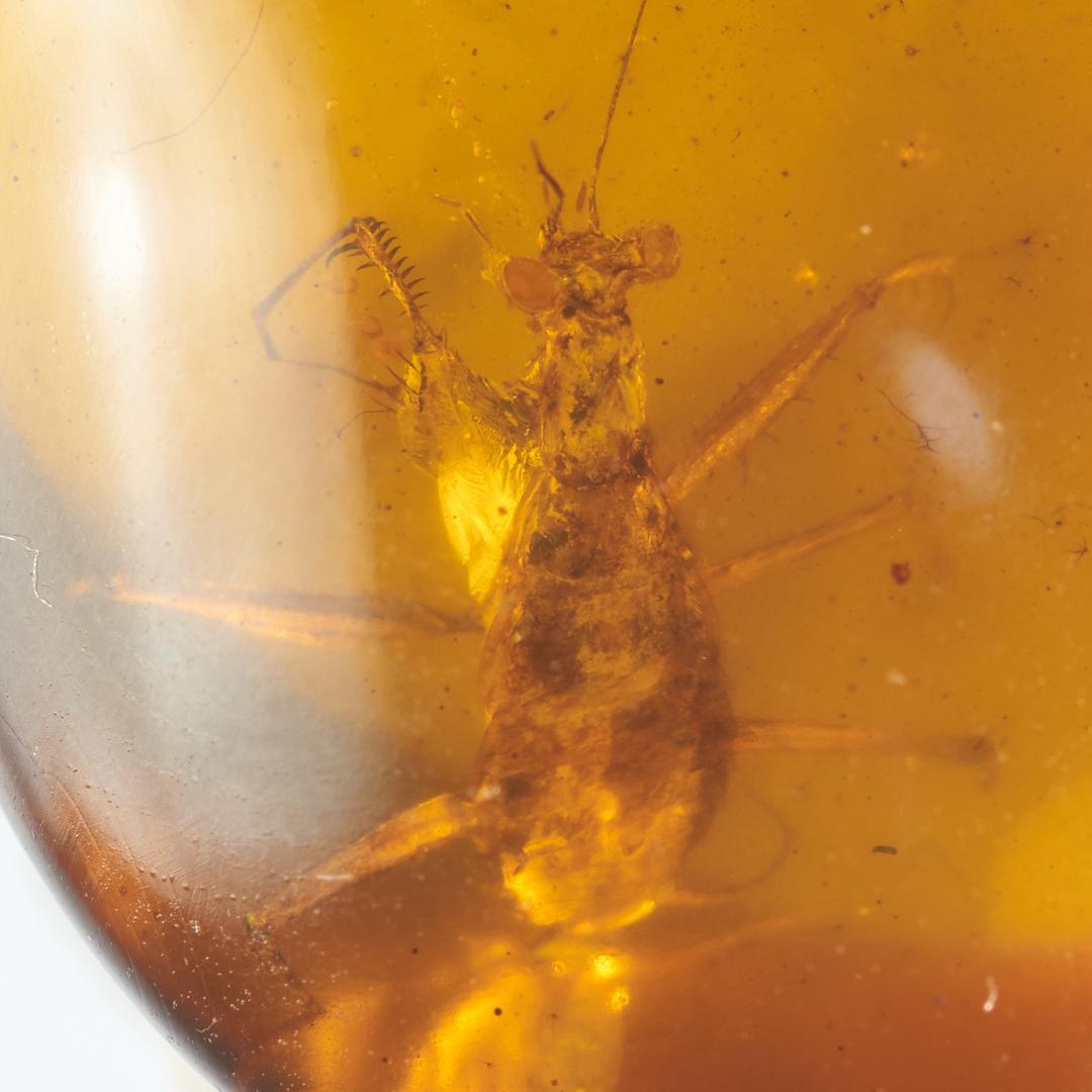 レア極上品 PA0091虫入り琥珀化石　ミャンマーカムティかタナイ9900万年前