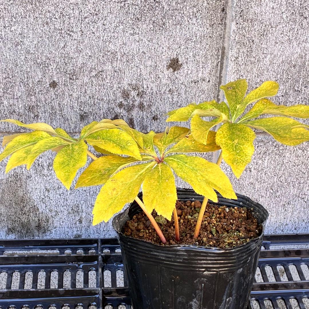 の*ん様 ❤️開花株❤️ワサワサ元気株❤️874❤️美発色❤️芳香❤️シルバーバ