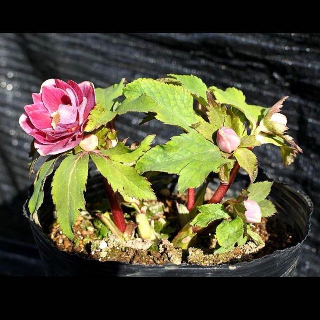 の*ん様 ❤️開花株❤️ワサワサ元気株❤️874❤️美発色❤️芳香❤️シルバーバ