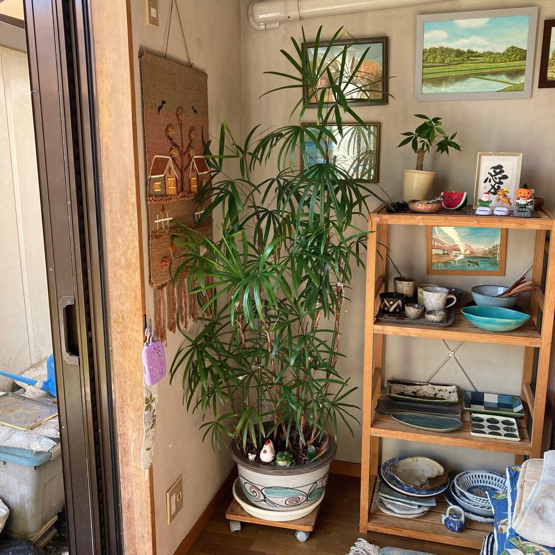 観音竹 高級鉢付き ★引き取り希望★