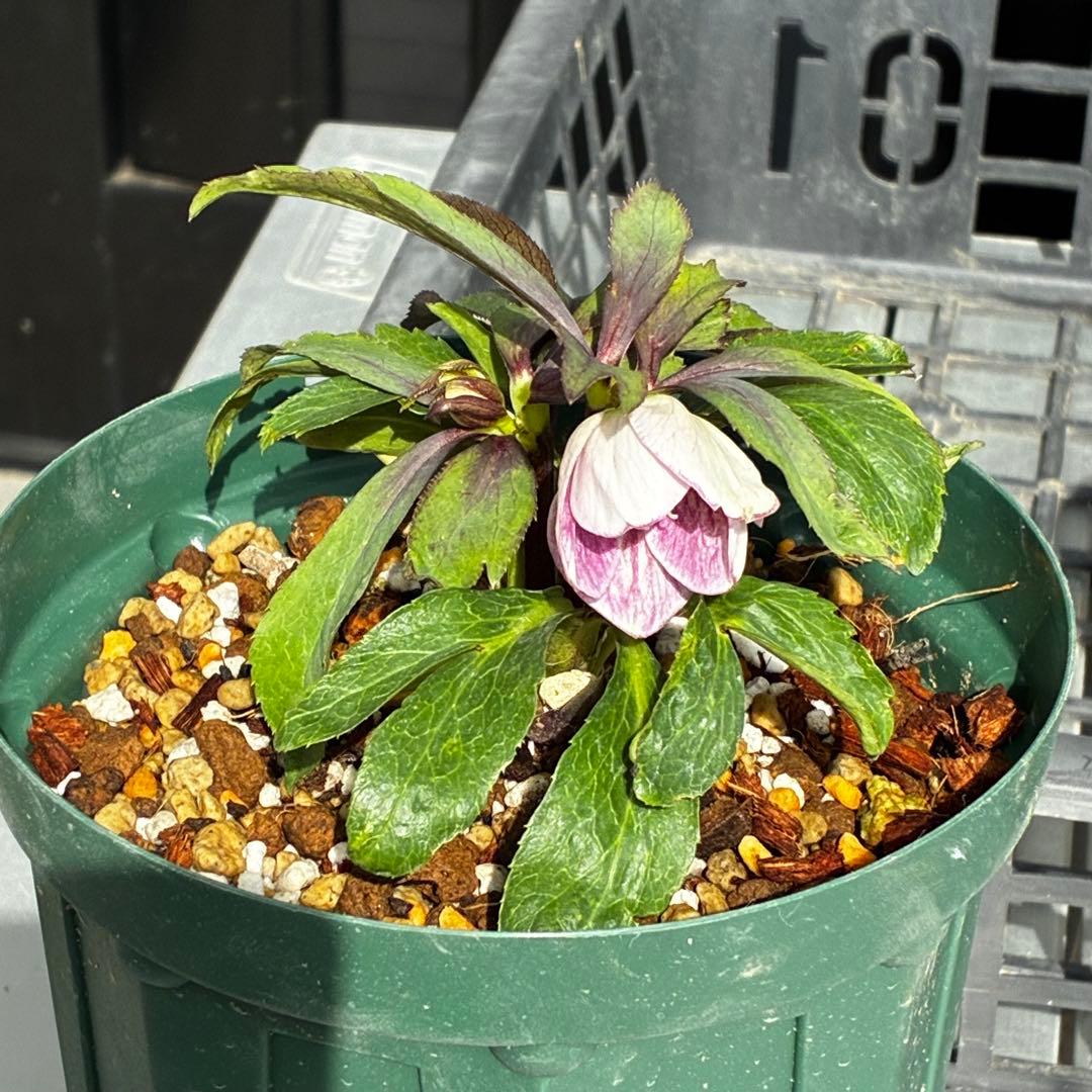 3551☘️蕾花付☘️超希少☘️筒型SD⭐️ポーセリン⭐️小輪⭐️ぼかし⭐️超コンパクト⭐️大木