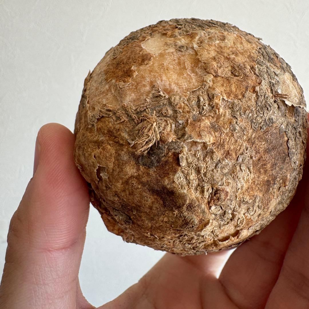 10.アデニア・オバタ 輸入直後ベアルート株　Adenia Ovata