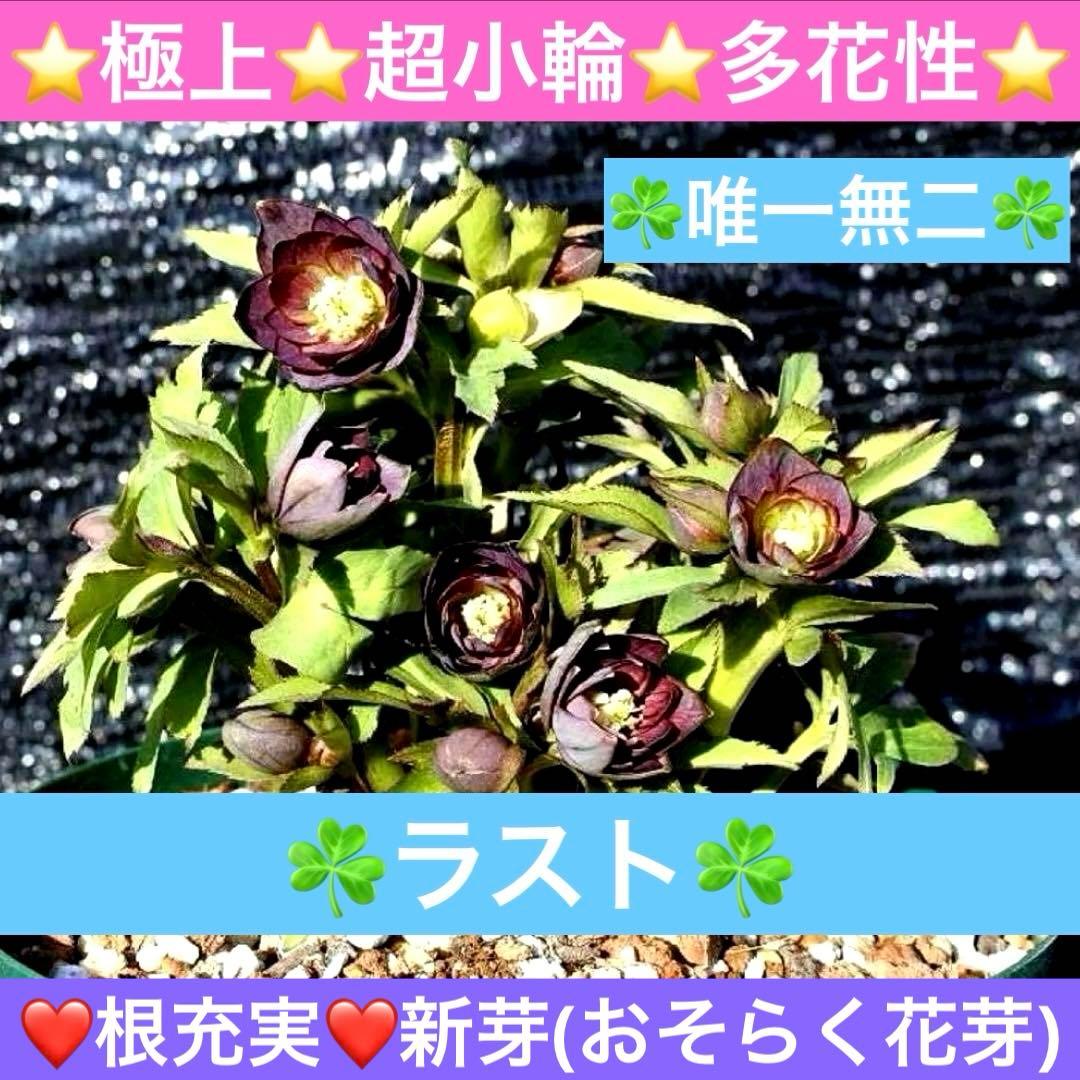 ま*ん様 ☘️ラスト☘️唯一無二☘️根充実❤️新芽(おそらく花芽)738⭐️極上