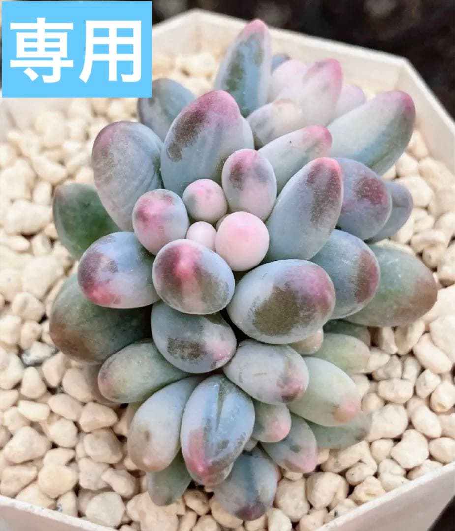 多肉植物　ベビーフィンガー錦　群生　未発根