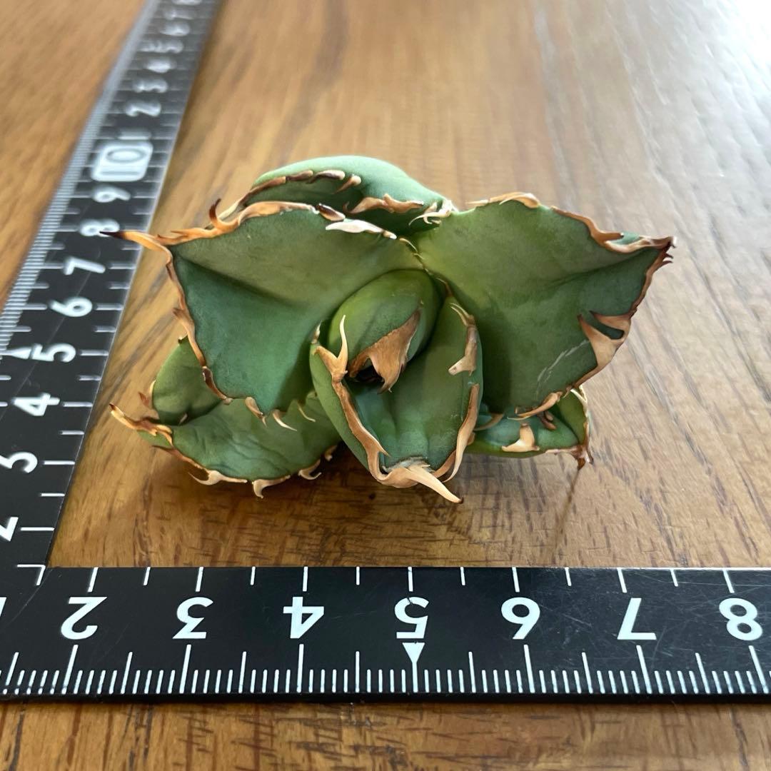 【REZA産】イラン株　選抜　アガベ　アングリーハート　ANGRY HEART