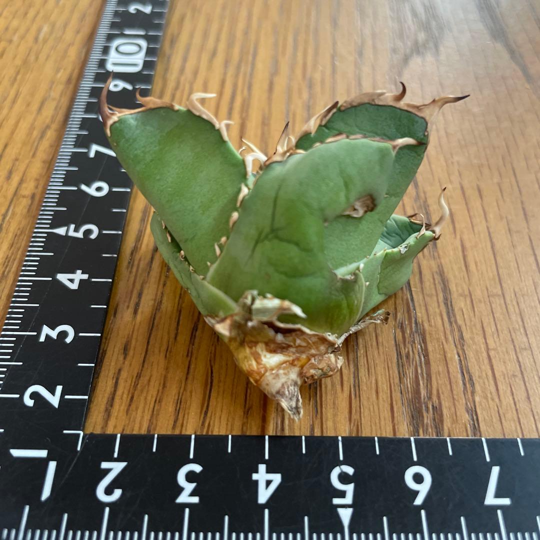 【REZA産】イラン株　選抜　アガベ　アングリーハート　ANGRY HEART