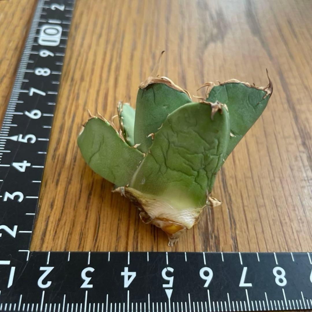 【REZA産】イラン株　選抜　アガベ　アングリーハート　ANGRY HEART