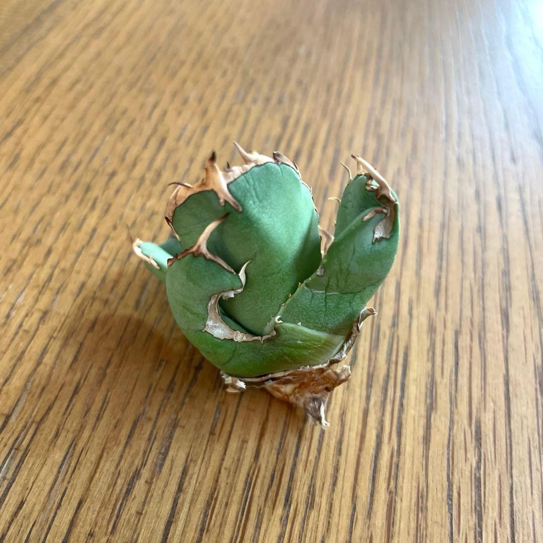 【REZA産】イラン株　選抜　アガベ　アングリーハート　ANGRY HEART