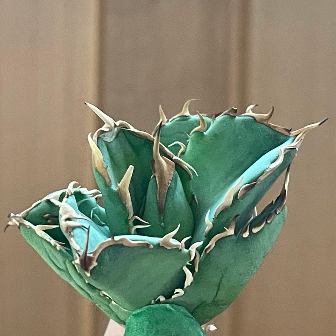 【REZA産】イラン株　選抜　アガベ　アングリーハート　ANGRY HEART