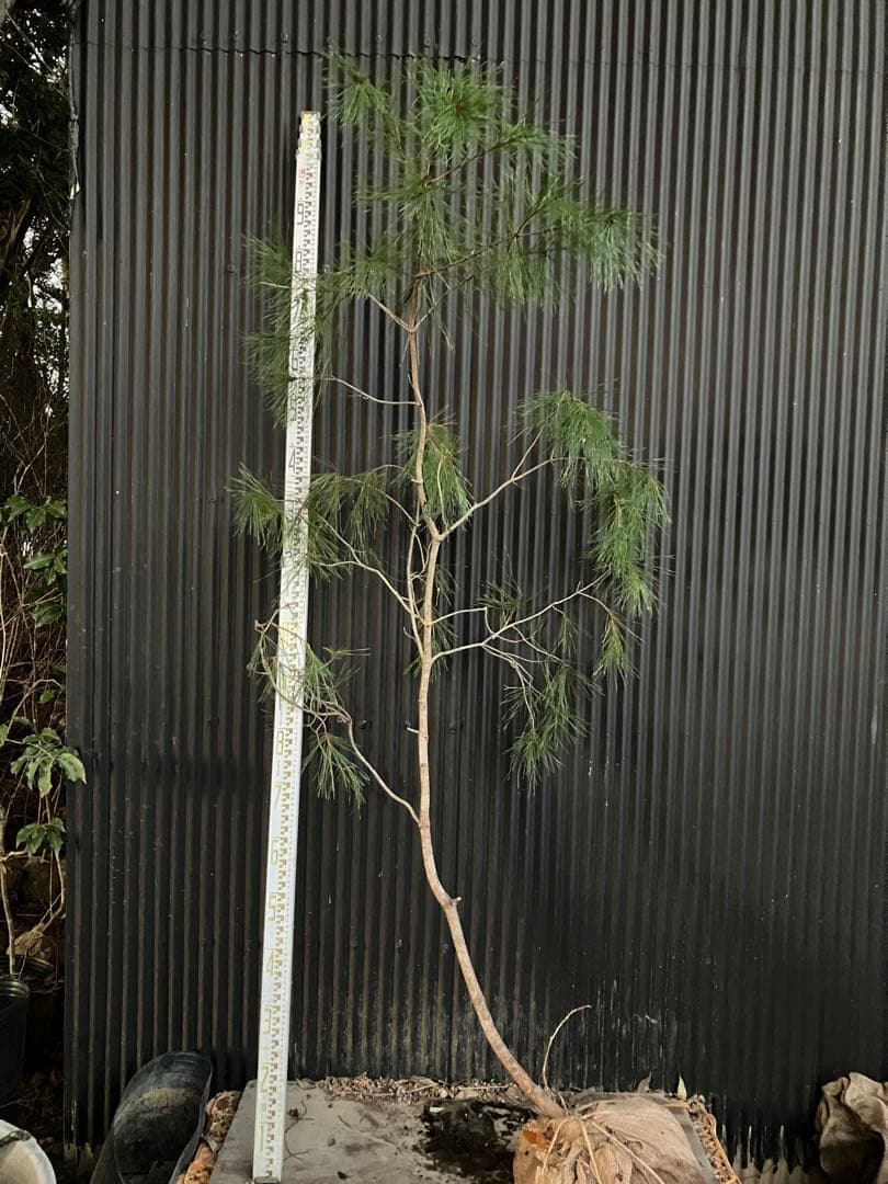 山採り　アカマツ